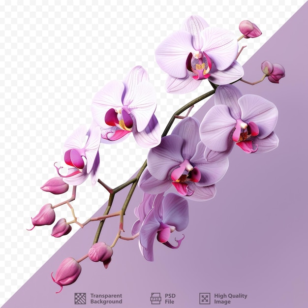 PSD branche d'orchidée violette isolée avec de superbes marques