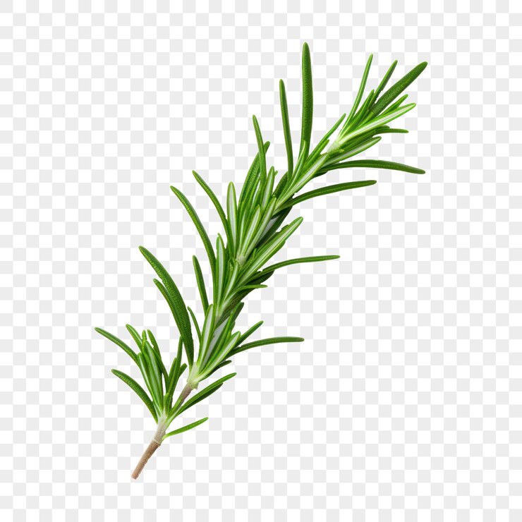 PSD branche de romarin aromatique verte sur un fond isolé pour la cuisine et la santé