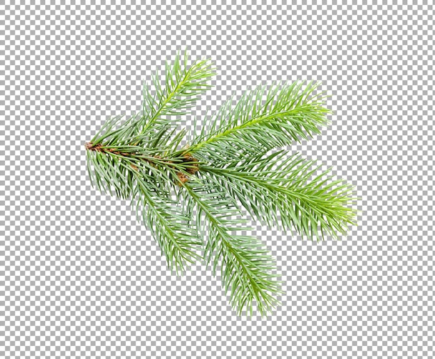 Branche de sapin branche isolée de jeune épinette verte