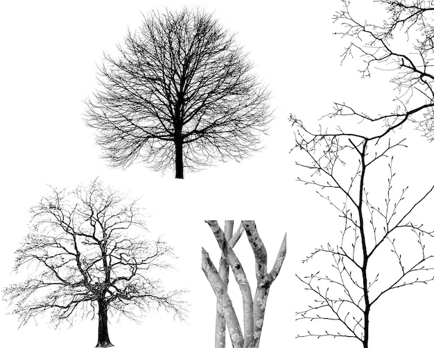 Les branches des arbres stériles sont sans feuilles en hiver.