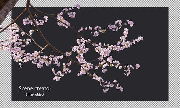 PSD branches de sakura chemin de détourage branches de fleurs de cerisier isolées