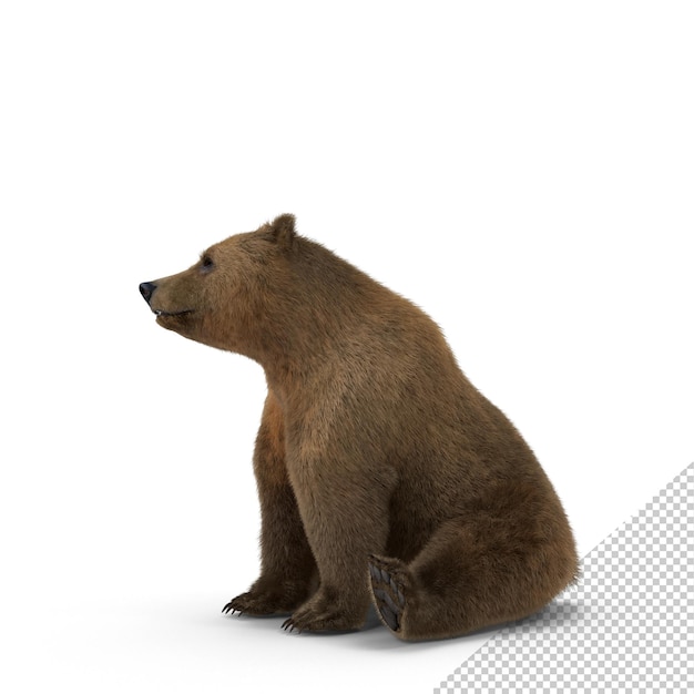 Braunbär PNG