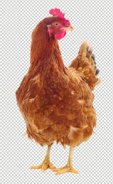 PSD braune huhn isoliertes echtes huhn