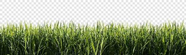 Bright green grass border isolated on transparent background. 3d rendering illustration.