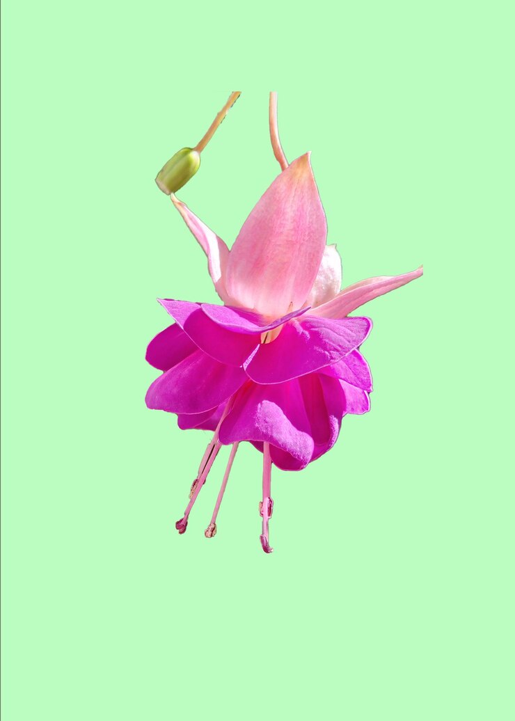 PSD brincos de flores