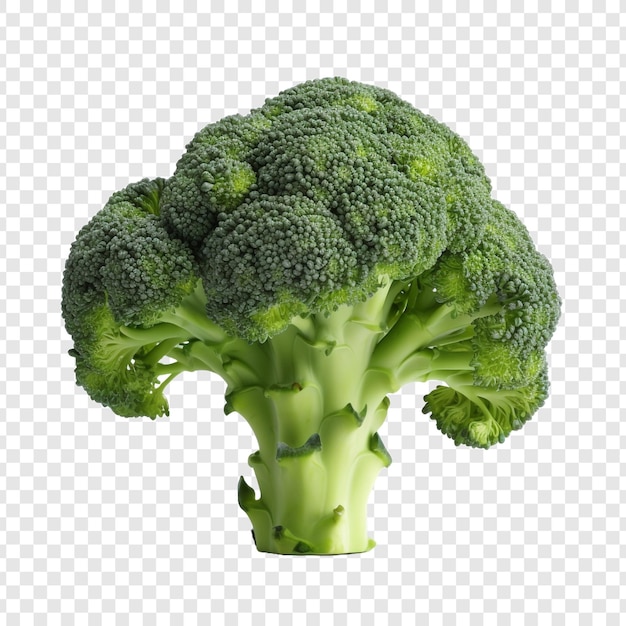Brocoli frais isolé sur fond transparent