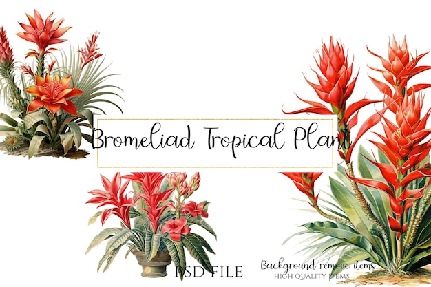 PSD bromeliaden-tropische blütenpflanze clipart png