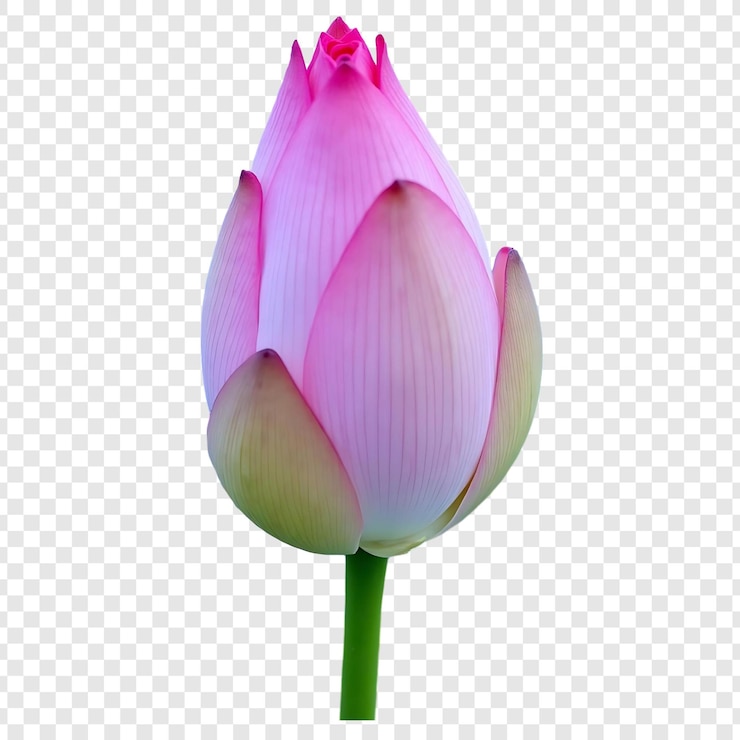 PSD el brote de loto rosado en flor