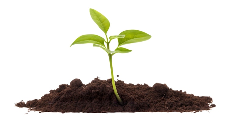 PSD el brote de una nueva planta