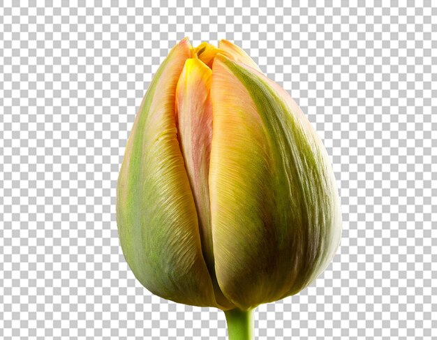 El brote de tulipán