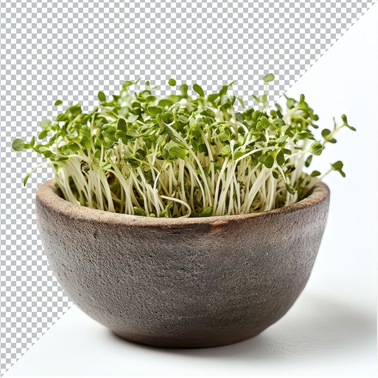 PSD brotes de alfalfa frescos en un cuenco rústico sobre un fondo transparente perfectos para comidas y ensaladas saludables brotes de alfalfa en un recipiente aislado sobre un fondo transparent