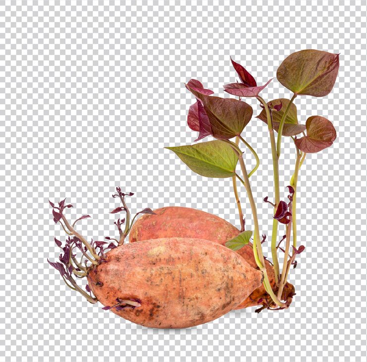 Brotes de batata con hojas aisladas Premium PSD