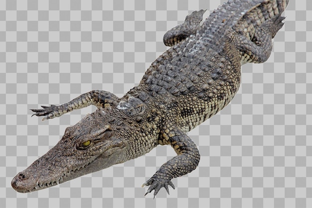 Buaya