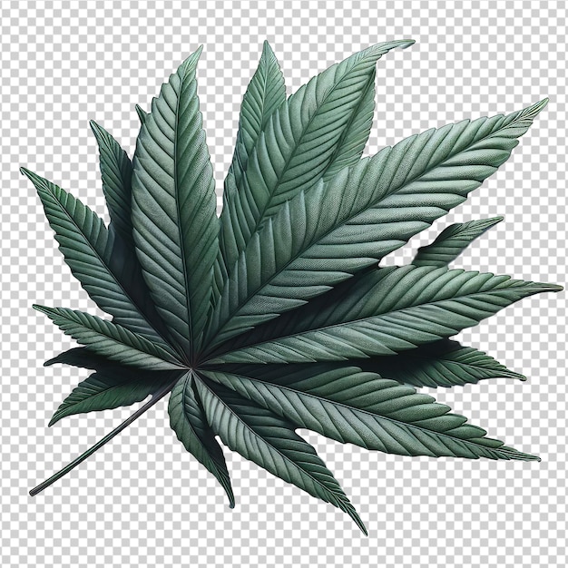 PSD bud de cannabis botánico png