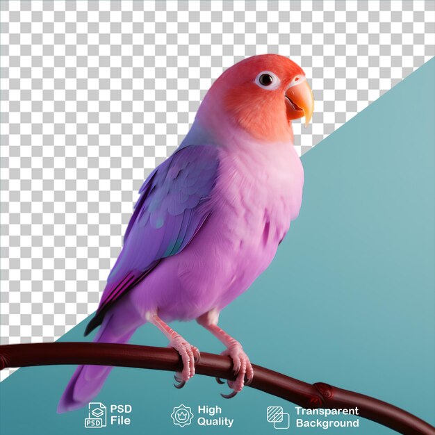 PSD budgerigar coloré isolé sur un fond transparent inclut un fichier png