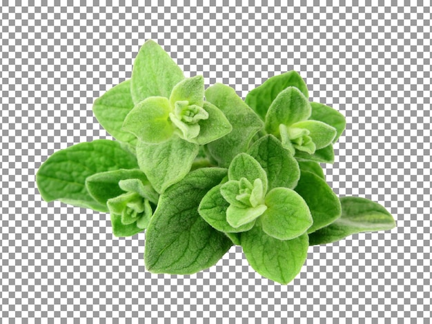 Bündel Oreganoblätter auf transparentem Hintergrund