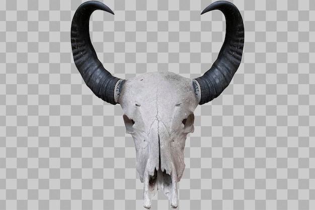 Buffalo cráneo