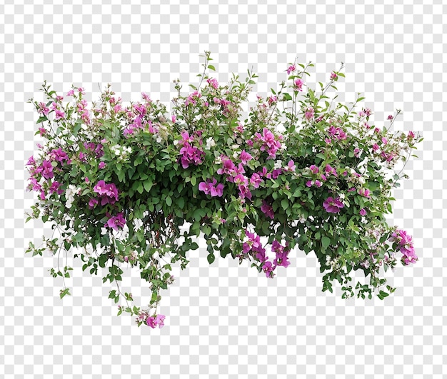 Buganvilla colgante con vibrantes flores rosas