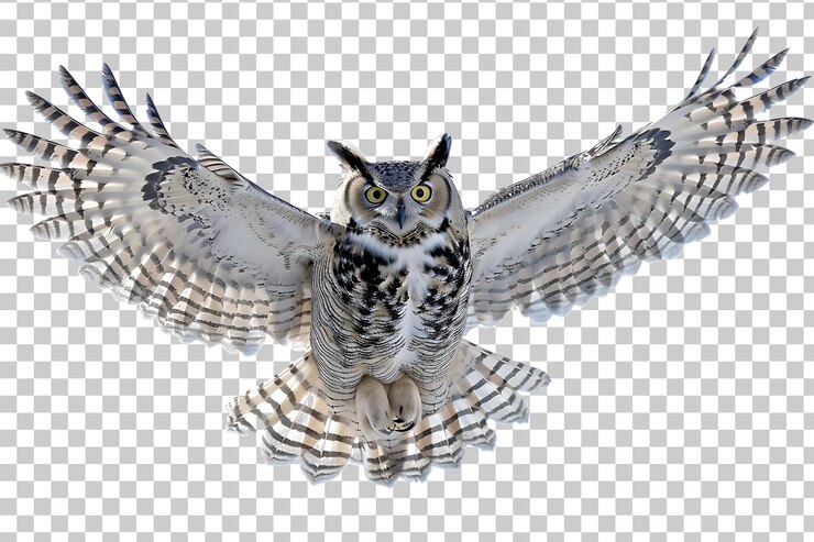 PSD el búho png aislado en un fondo transparente