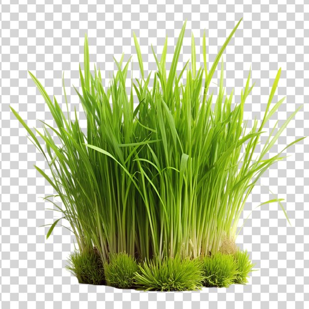 PSD un buisson d'herbe verte isolé sur un fond transparent