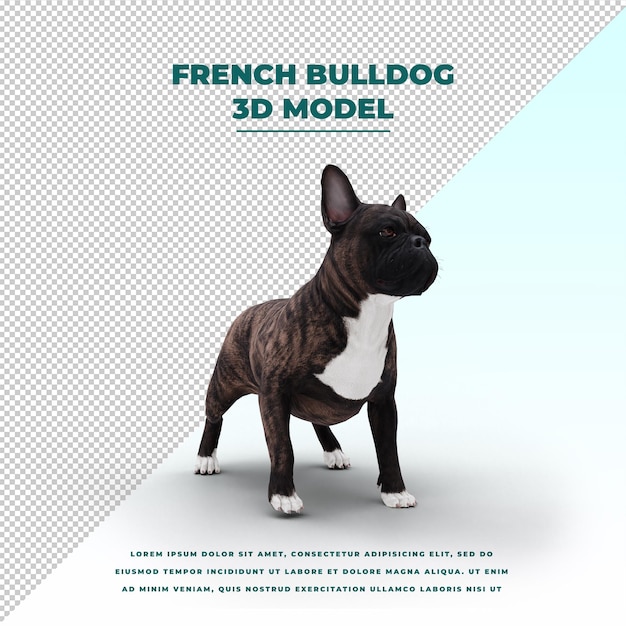 Bulldog Français