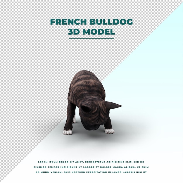 PSD bulldog français