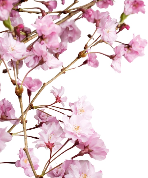 Bunch di teneri fiori di ciliegio rosa su sfondo bianco