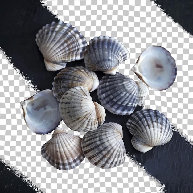 PSD a bunch of clams are on a black and white background