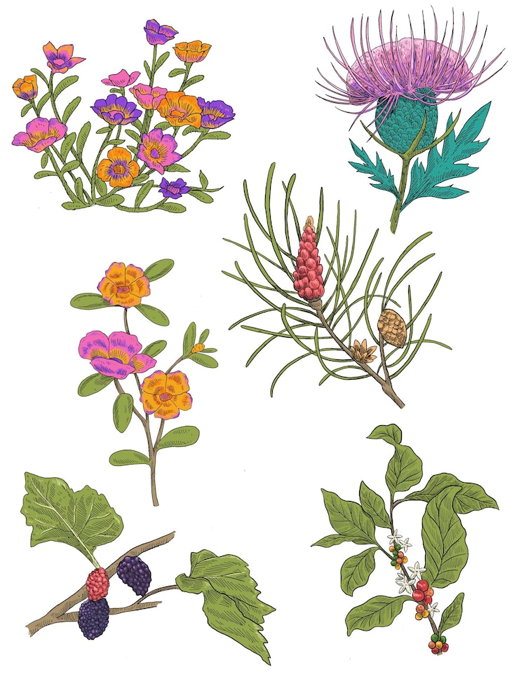 PSD bundle de flores silvestres