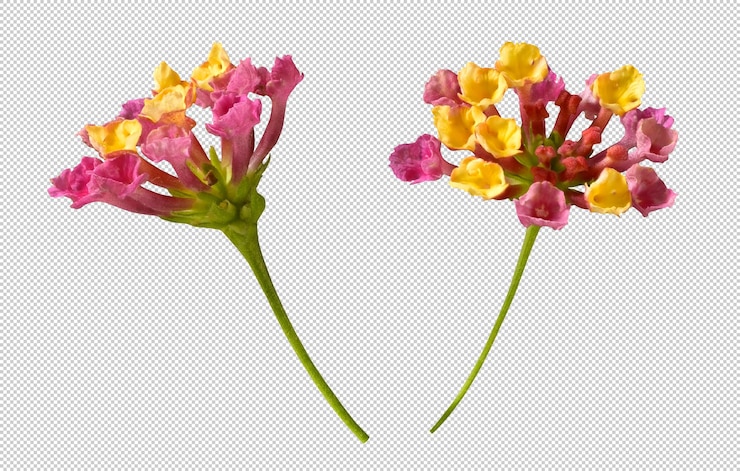 PSD bunte blüten der lantana camara