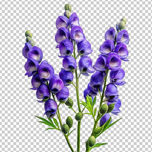 PSD buquê de lavanda png