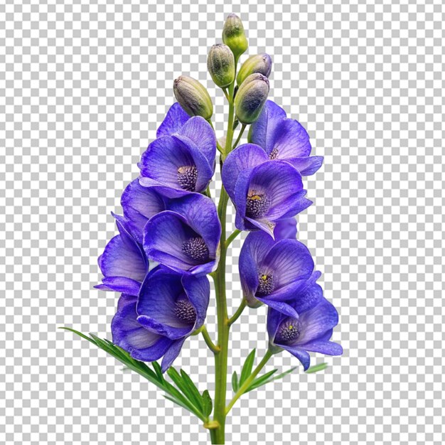 Buquê de lavanda png