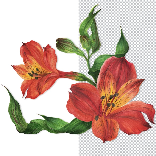 Buquê de lírios alstroemeria vermelhos. Composição romântica para casamentos e dia dos namorados. Ilustração em aquarela, moldura para parabéns e convites