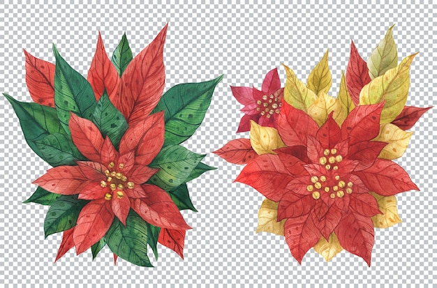 Buquês de poinsétia vermelha e dourada. ilustrações decorativas de aquarela florais de natal.