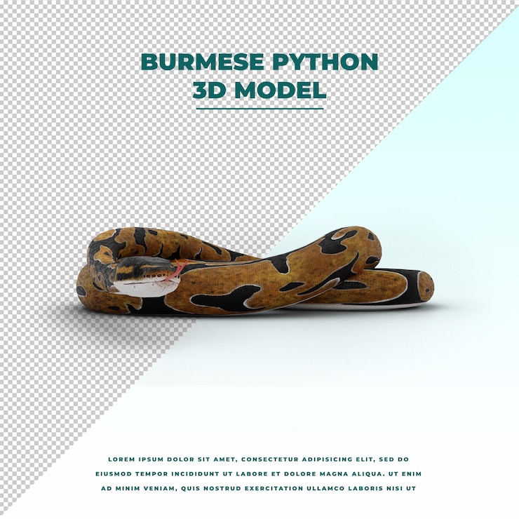 PSD burmesische python