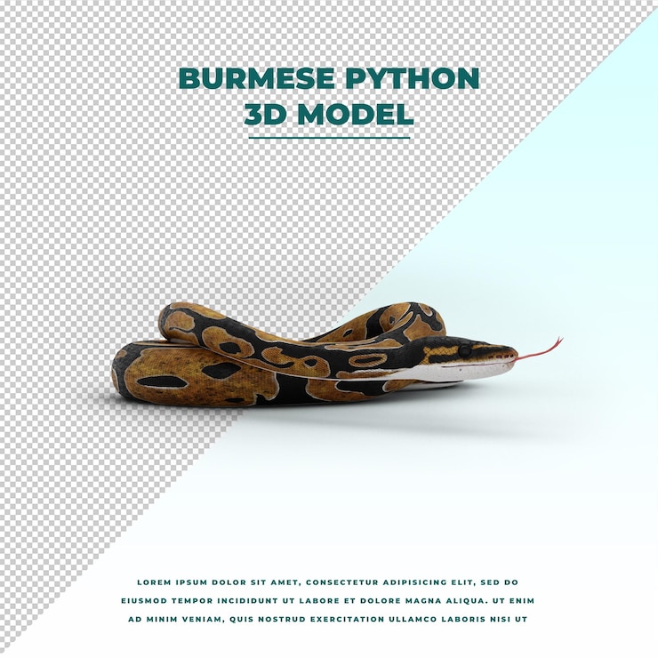 PSD burmesische python