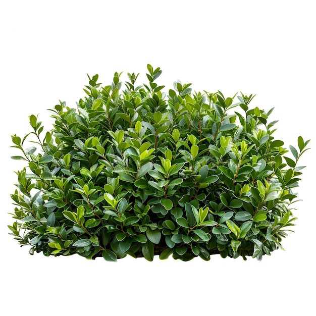 bush_buxus_sempervirens recorte en el psd