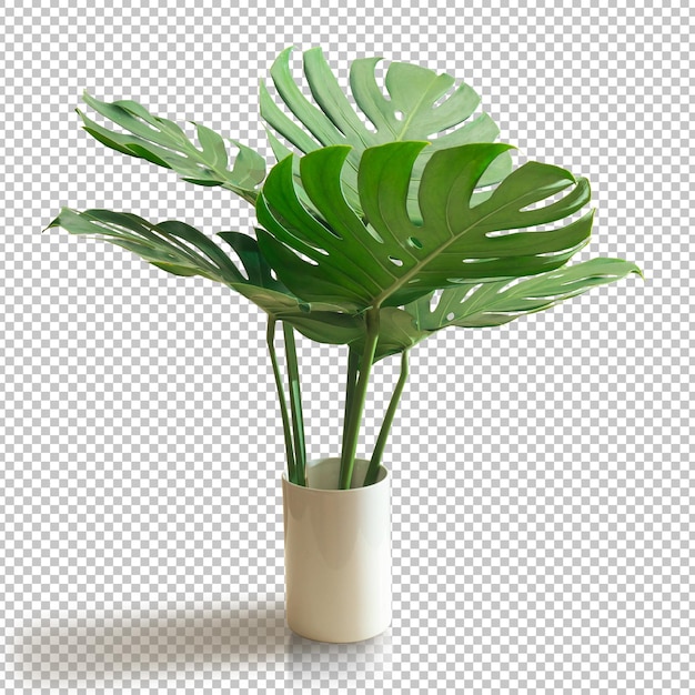 Bush green monstera blatt isoliert