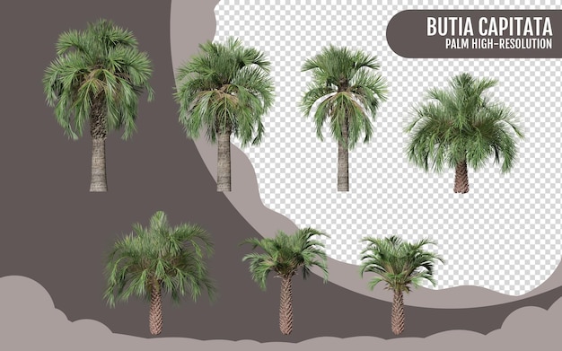 Butia Capitata palma albero realistico isolato su uno sfondo trasparente