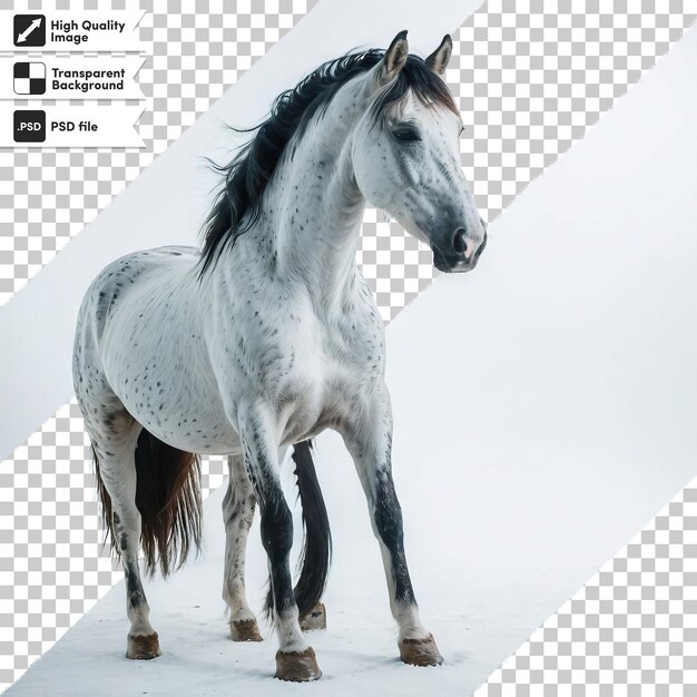 PSD caballo blanco psd en fondo transparente con capa de máscara editable