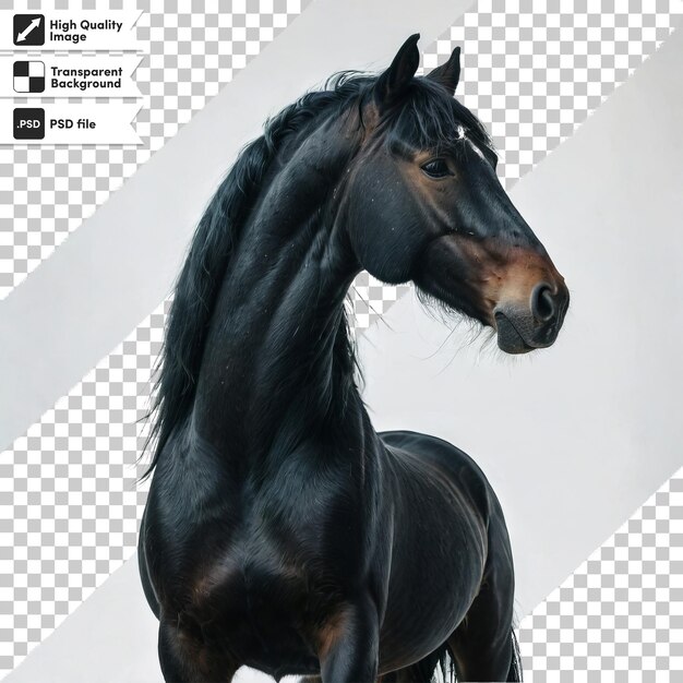 Caballo negro PSD en fondo transparente con capa de máscara editable
