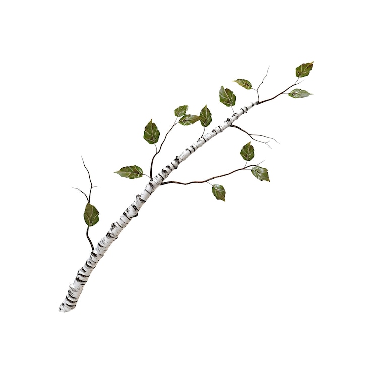 PSD cabang pohon birch dengan daun musim semi terisolasi dengan latar belakang putih