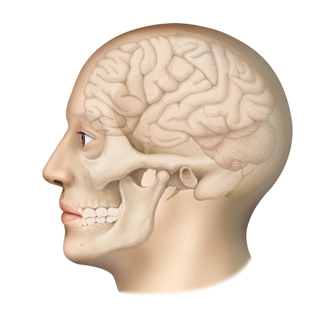 cabeza de humano