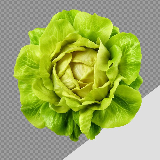 PSD cabeza de lechuga png aislada sobre un fondo transparente