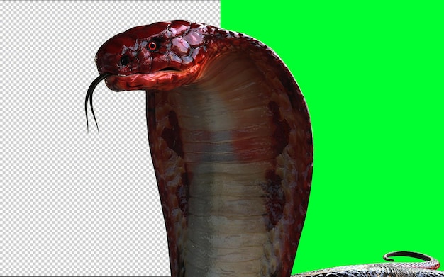 PSD cabeza roja y cola roja de king cobra, la serpiente venenosa más larga del mundo aislada sobre fondo verde