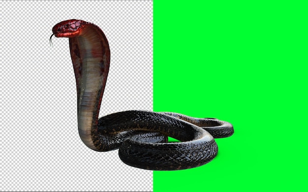 PSD cabeza roja y cola roja de king cobra, la serpiente venenosa más larga del mundo aislada sobre fondo verde