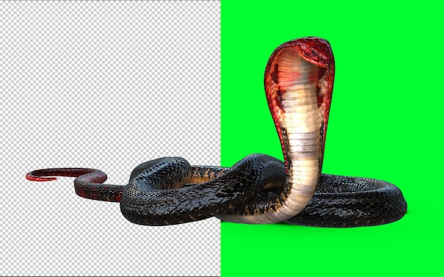 PSD cabeza roja y cola roja de king cobra, la serpiente venenosa más larga del mundo aislada sobre fondo verde