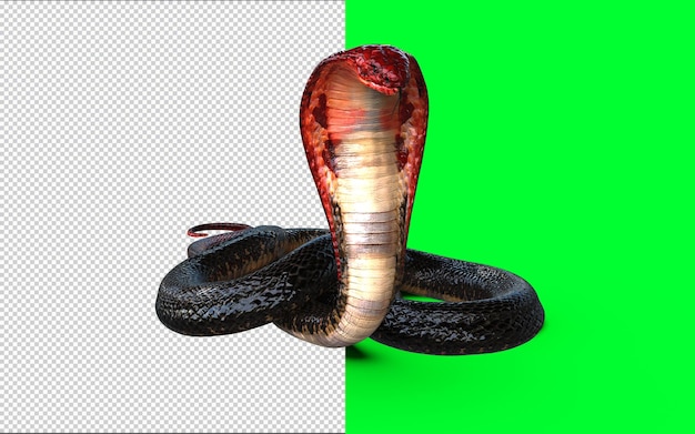 PSD cabeza roja y cola roja de king cobra, la serpiente venenosa más larga del mundo aislada sobre fondo verde