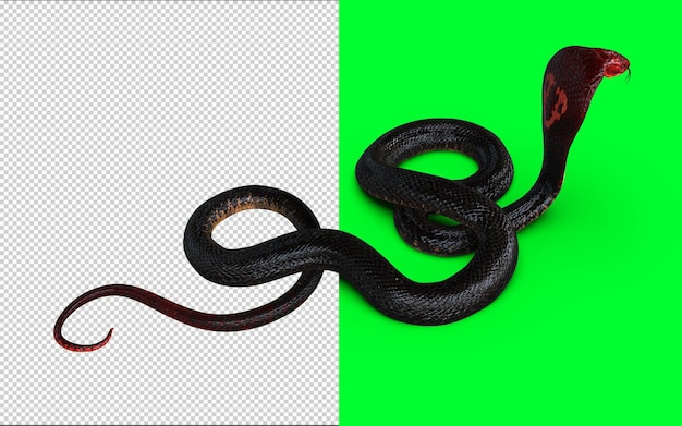 PSD cabeza roja y cola roja de king cobra, la serpiente venenosa más larga del mundo aislada sobre fondo verde