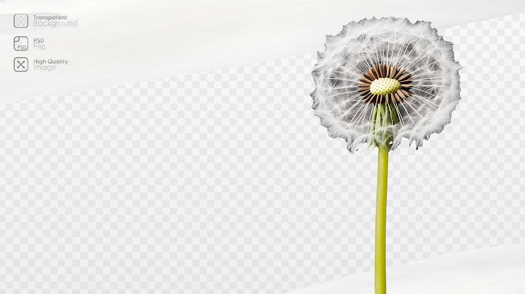 PSD cabeza de semilla de diente de león con delicada pelusa blanca sobre un fondo transparente